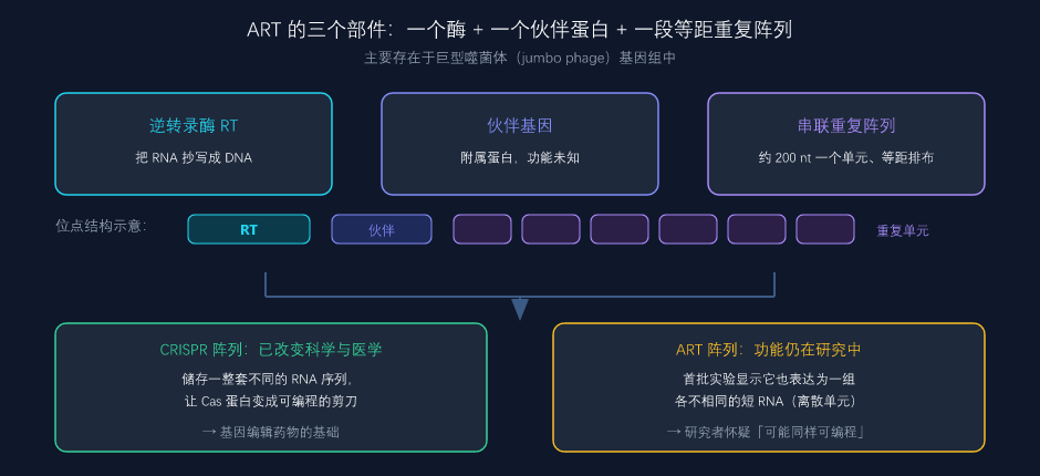 ART 的三个部件与它和 CRISPR 阵列的结构对照（本文自绘，数据来自官方预印本）
